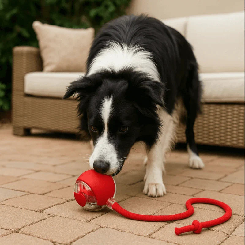 Hugssnpaws Interactive Pet Ball rolling on floor with playful dog and cat